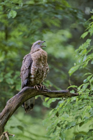 European honey buzzard (Pernis apivorus), Bavaria, Germany, Europe