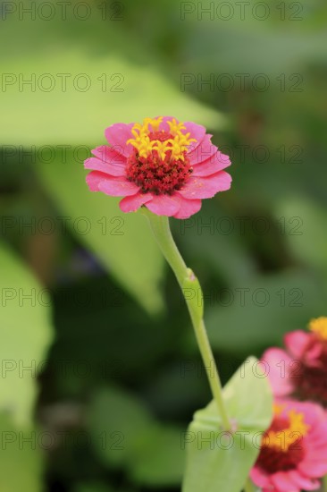 Zinnia (Zinnia elegans), blooming, flower, Elllerstadt, Germany, Europe Zinnia flower (Zinnia elegans), Ellerstadt, Europe Zinnia flower (Zinnia elegans), blooming, flower, bloom, blossom, Europe, vertical, flowers, fragility, plant, plants, botany, gardening, horticulture, flora, floral, outdoor, outdoors, outside, color, colour, Europe