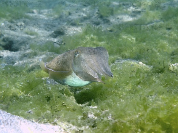 An octopus, common cuttlefish (Acanthosepion aculeatum), hovering over an algae-covered seabed, dive site Secret Bay, Gilimanuk, Bali, Indonesia, Asia