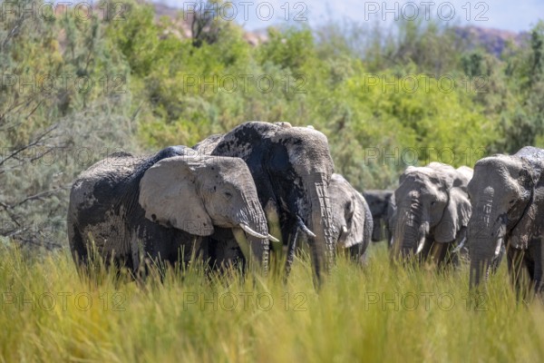 African elephant (Loxodonta africana), herd of desert elephants in the green Ugab river valley, Damaraland, Erongo, Namibia, Africa