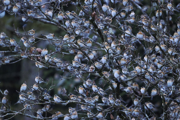 Bramblings (Fringilla montifringilla), flock, gathering near roost, Oberaargau, Canton Bern, Switzerland, Europe