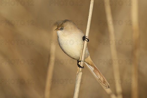 Bearded Tit (Panurus biarmicus), female on reeds, Klingnauer Stausee, Canton Aargau, Switzerland, Europe