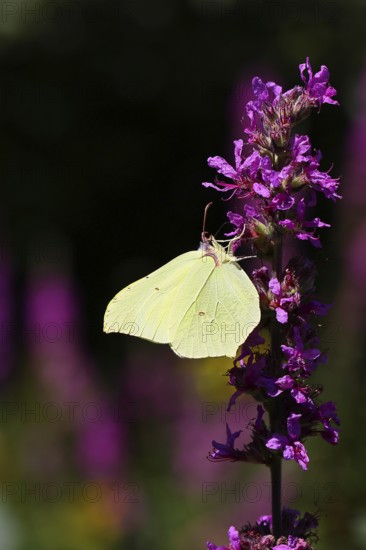 Lemon butterfly (Gonepteryx rhamni) feeding on a flower of purple loosestrife (Lythrum salicaria), against a dark background, Wilnsdorf, North Rhine-Westphalia, Germany, Europe