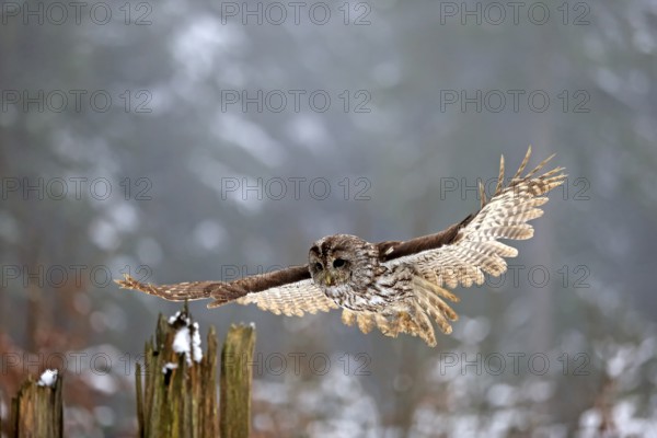 Tawny owl (Strix aluco), adult in winter, landing on a wait, flying, Zdarske Vrchy, Bohemian-Moravian Highlands, Czech Republic, Europe