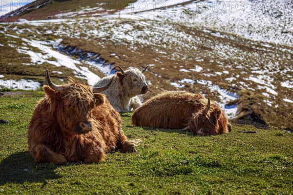 Peaceful highland cattle on a snowy hill with a mountain panorama