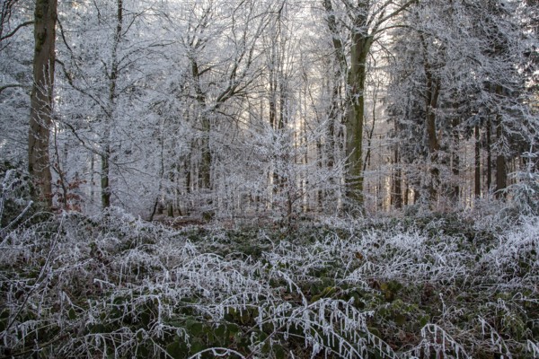 Winter, trees and ground cover with hoarfrost in the forest, mixed forest, Dossenheim, Baden-Würtemberg, Germany, Europe