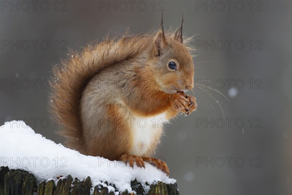 Red squirrel (Sciurus vulgaris) adult animal feeding on a nut on a tree stump covered in snow in winter, Scotland, United Kingdom, Europe