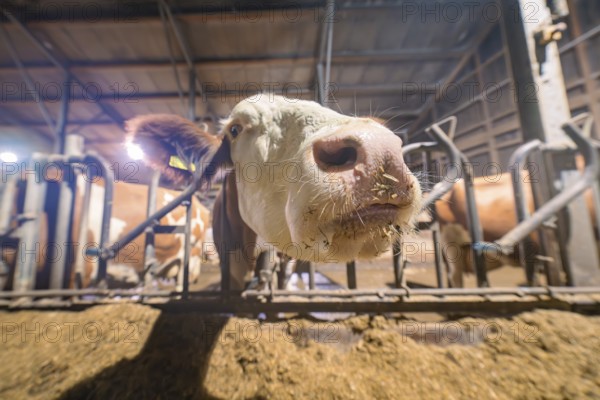 Wide-angle view of a brown and white cow in a barn with close-up snout, Haselstaller Hof, Gechingen, Calw district, Hecken and Gäu region, Germany, Europe