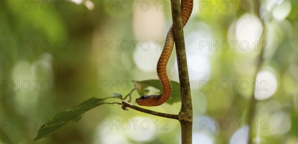 American whipsnake (Mastigodryas melanolomus), snake slithering on a branch, in the rainforest, Corcovado National Park, Osa, Puntarena Province, Costa Rica, Central America