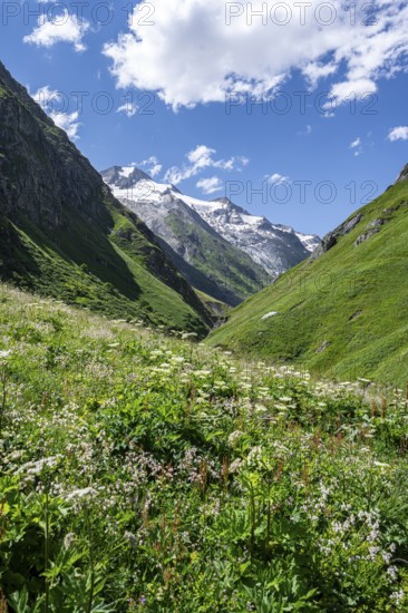 Flower meadow in the Umbaltal valley, glaciated mountain peaks behind, Venediger Group, Hohe Tauern National Park, East Tyrol, Tyrol, Austria, Europe