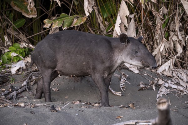 Baird's tapir (Tapirus bairdii), juvenile, in the rainforest, Corcovado National Park, Osa, Puntarena Province, Costa Rica, Central America