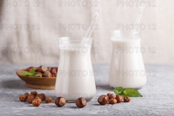 Organic non dairy hazelnut milk in glass and wooden plate with hazelnuts on a gray concrete background. Vegan healthy food concept, close up, side view