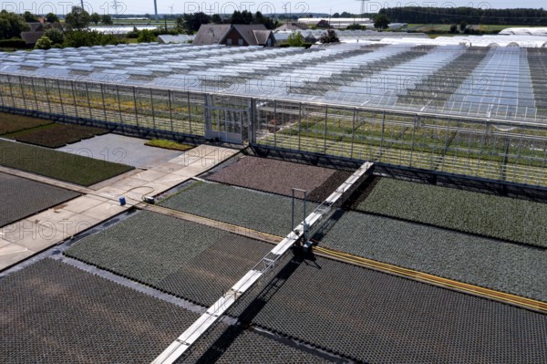 Horticultural business, irrigation with a sprinkler system, mobile on wheels in the open air, greenhouse, various types of potted plants grow here to be sold in flower shops, supermarkets, DIY stores, garden centres, North Rhine-Westphalia, Germany, Europe