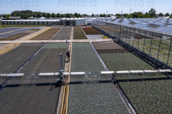 Horticultural business, irrigation with a sprinkler system, mobile on wheels in the open air, various types of potted plants grow here to be sold in flower shops, supermarkets, DIY stores, garden centres, North Rhine-Westphalia, Germany, Europe