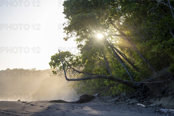 Light shines through trees on the beach, Costa Rica, Central America