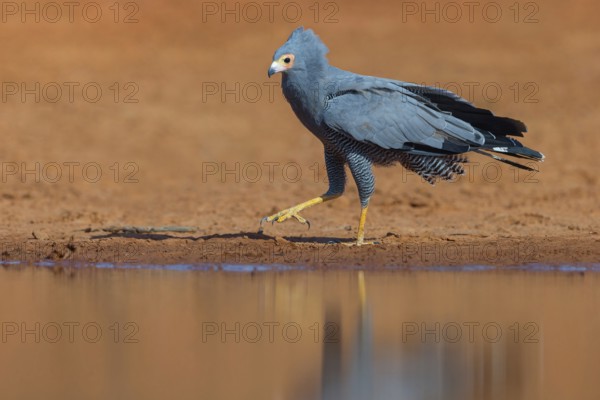 Cave harrier, Polyboroides typus), goshawk family, Morgan Kunda lodge / road to Kat, Jajari, North Bank, Gambia, Africa