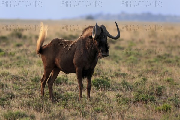 White-tailed wildebeest (Connochaetes gnou), adult, alert, Mountain Zebra National Park, Eastern Cape, South Africa, Africa