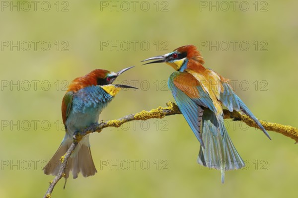 Bee-eater (Merops apiaster) pair arguing excitedly on a branch, couple, wildlife, animals, birds, Nickelsdorf, Lake Neusiedl National Park, Burgenland, Austria, Europe