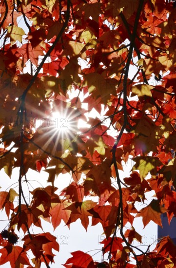 Autumn sun shining through the leaves of the amber tree, October, Saxony, Germany, Europe