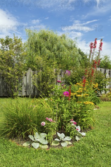 Mixed border with Salvia, Silver Sage, Rudbeckia hirta 'Irish Spring', Coneflowers, Dahlia and red Lobelia cardinalis, Cardinal Flower in backyard garden in summer, Quebec, Canada, North America