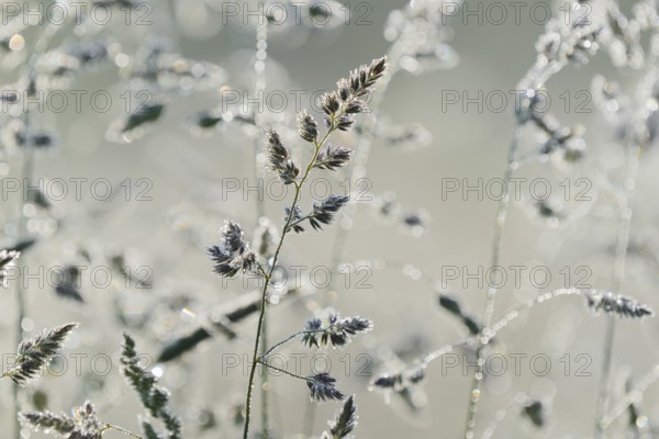 Orchard grass (Dactylis glomerata) with morning dew in fog, North Rhine-Westphalia, Germany, Europe