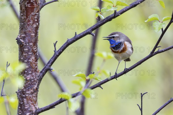 Red-throated Bluethroat or Tundra Bluethroat (Luscinia svecica), adult male singing on a branch, Varanger, Finnmark, Norway, Europe