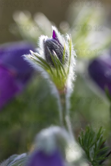 Common pasque flower (Pulsatilla vulgaris), Ranunculaceae, Rauer Stein, Irndorf, Upper Danube Nature Park, Baden-Württemberg, Germany, Europe