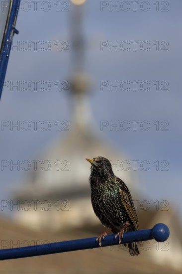 Common starling (Sturnus vulgaris) adult bird calling on a metal sign with a dome of the Tower of London in the background, London, England, United Kingdom, Europe