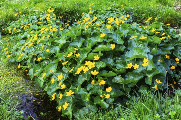 Marsh marigold (Caltha palustris), Ranunculaceae, spring, Lippachtal, Mühlheim, Upper Danube Nature Park, Baden-Württemberg, Germany, Europe