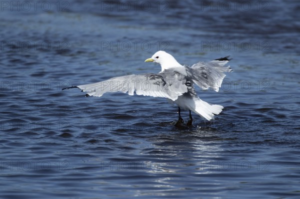 Kittiwake (Rissa tridactyla) adult bird bathing in a shallow pool, Skomer island, Wales, United Kingdom, Europe