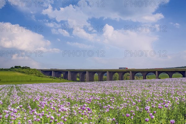 Motorway bridge with purple poppy field near Gut Ölbergen Auetal Germany