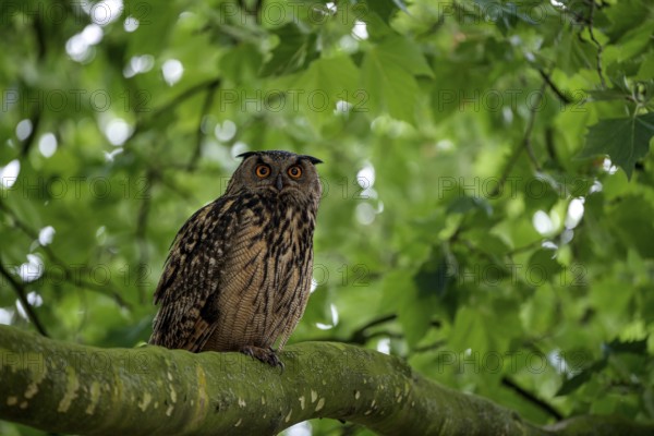 Eurasian eagle-owl (Bubo bubo), adult male, sitting in a tree, Ewald colliery, Herten, Ruhr area, North Rhine-Westphalia, Germany, Europe