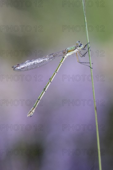 Emerald Damselfly (Lestes viridis), Emsland, Lower Saxony, Germany, Europe