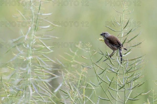 Linnet (Linaria cannabina), Emsland, Lower Saxony, Germany, Europe