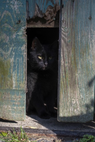 A black cat looks out of a barn, Germany, Europe