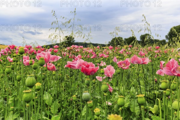 Opium poppy (Papaver somniferum), cultivation of edible poppy, poppy field, pink flowers and seed capsules, Germerode, Meißner, Geo-nature park Park Frau-Holle-Land, Hesse, Germany, Europe