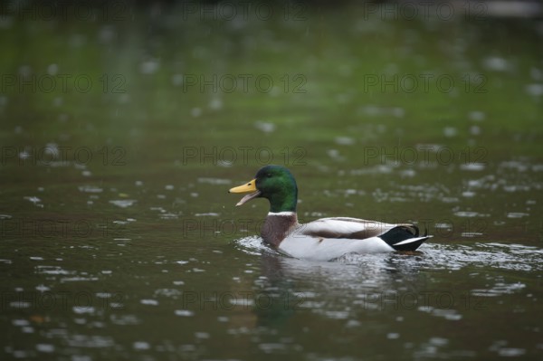 Mallard duck (Anas platyrhynchos) adult male bird quacking on a lake in a rain shower, England, United Kingdom, Europe