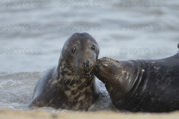 Grey seal (Halichoerus grypus) two adult animals courting and playing together in the surf of the sea, Norfolk, England, United Kingdom, Europe