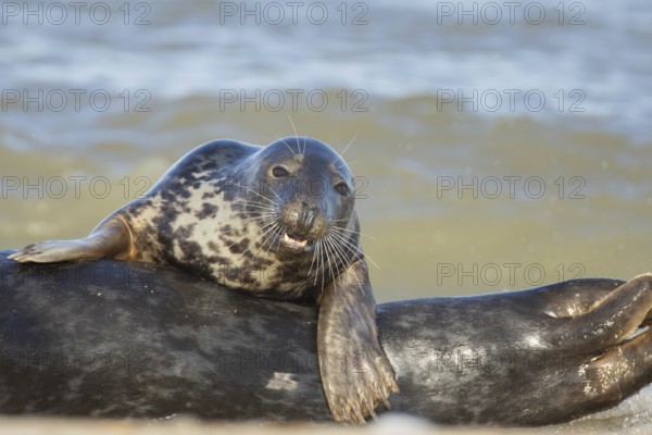 Grey seal (Halichoerus grypus) adult animal resting on the back of another seal on a seaside beach, Norfolk, England, United Kingdom, Europe