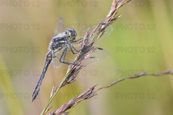 Black Darter (Sympetrum danae), male sitting on a blade of grass, wildlife, dragonflies, insects, nature reserve Aschendorfer Obermoor, Wildes Moor, Emsland, Lower Saxony, Germany, Europe