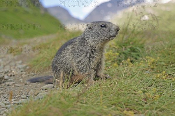 Marmot (Marmota), Grossglockner High Alpine Road, Salzburger Land, Austria, Europe