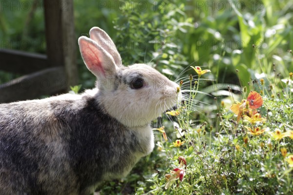 Rabbit (Oryctolagus cuniculus domestica), Portrait, Flowers, A rabbit sniffs curiously at a flower in the garden