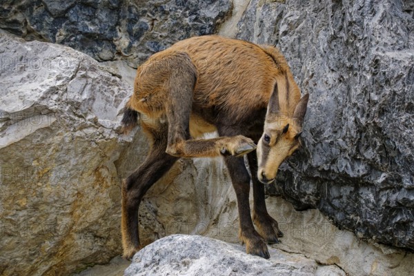 Chamois also known as Gams or Gamswild (Rupicapra rupicapra), goat-like, captive, occurring in Europe and Asia Minor