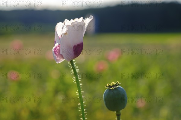 Poppy, (Papaver somniferum), poppy field, Waldviertel grey poppy, poppy village Armschlag, Waldviertel, Lower Austria, Austria, Europe