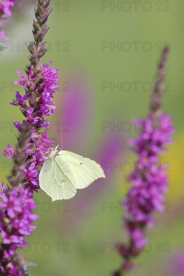 Brimstone (Gonepteryx rhamni) feeding on a flower of purple loosestrife (Lythrum salicaria), Wilden, North Rhine-Westphalia, Germany, Europe