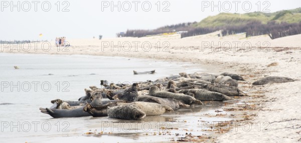 Grey seals (Halichoerus grypus) lying relaxed on a sandy beach, colony, tourists in the background, Heligoland Island, dune, North Sea, Schleswig-Holstein, Germany, Europe