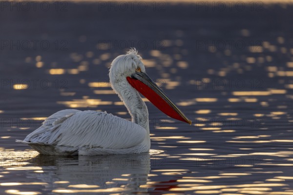 Dalmatian pelican (Pelecanus crispus), swimming in the evening light, magnificent plumage, red throat pouch, Lake Kerkini, Greece, Europe