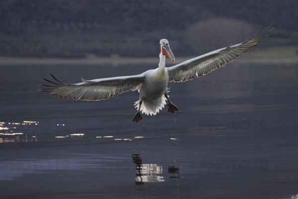 Dalmatian Pelican (Pelecanus crispus), flying against the light, on landing, magnificent plumage, Lake Kerkini, Greece, Europe