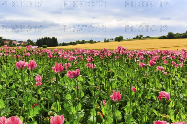 Opium poppy (Papaver somniferum), cultivation of edible poppy, poppy field, pink flowers and seed capsules, Germerode, Meißner, Geo-nature park Park Frau-Holle-Land, Hesse, Germany, Europe