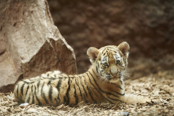 Siberian tiger (Panthera tigris altaica) cub, captive